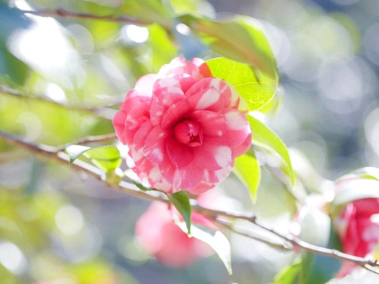 椿緑化株式会社